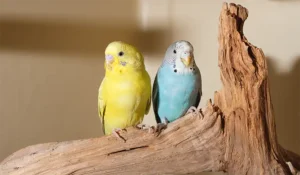 Periquitos (Melopsittacus undulatus) en residencia (Centro Veterinario Madrid Exóticos)