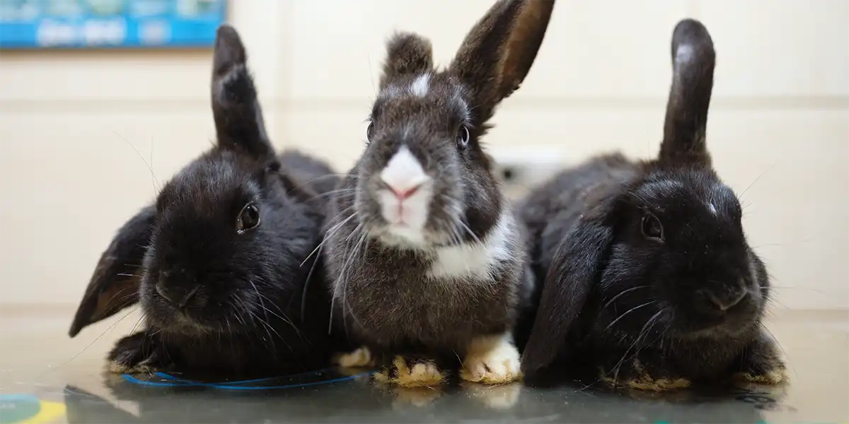 Conejo acompañado centro veterinario madrid exóticos 1.1 3 conejos en el Centro Veterinario Madrid Exóticos