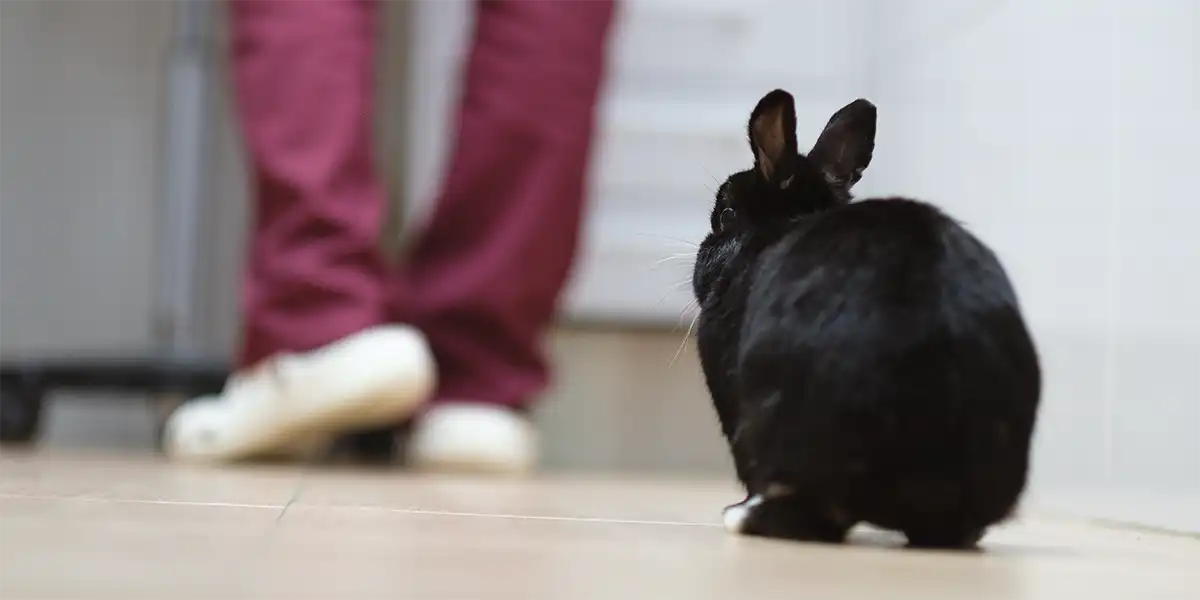 ¿Mi conejo me reconoce? 1 ¿Mi conejo me reconoce? Centro Veterinario Madrid Exóticos