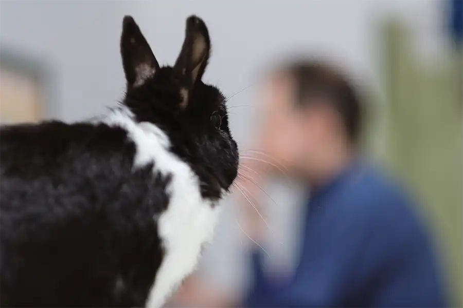 Mi conejo me reconoce 2 ¿Mi conejo me reconoce? Centro Veterinario Madrid Exóticos