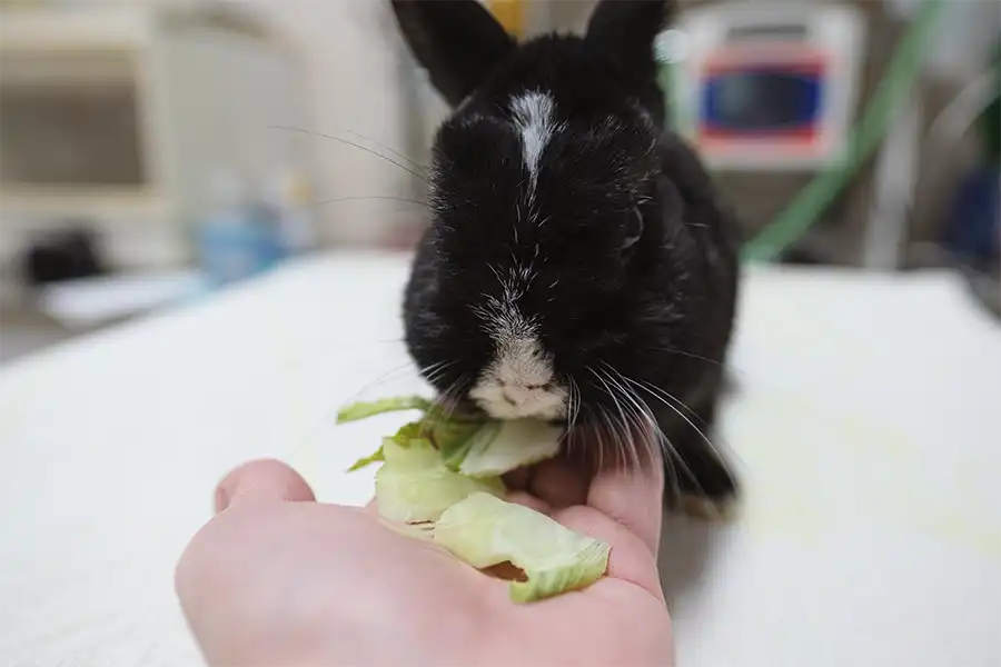 Mi conejo me reconoce 3 ¿Mi conejo me reconoce? Centro Veterinario Madrid Exóticos