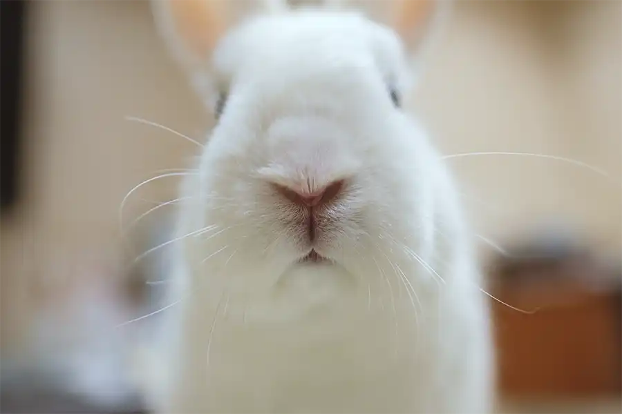 Mi conejo me reconoce 4 ¿Mi conejo me reconoce? Centro Veterinario Madrid Exóticos