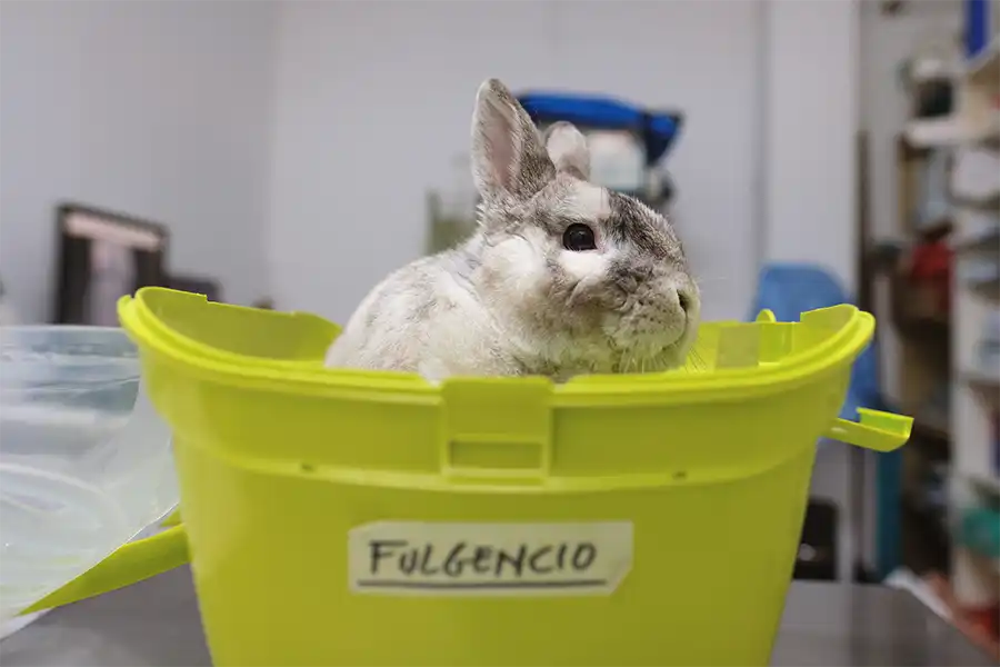 Mi conejo me reconoce 5 ¿Mi conejo me reconoce? Centro Veterinario Madrid Exóticos