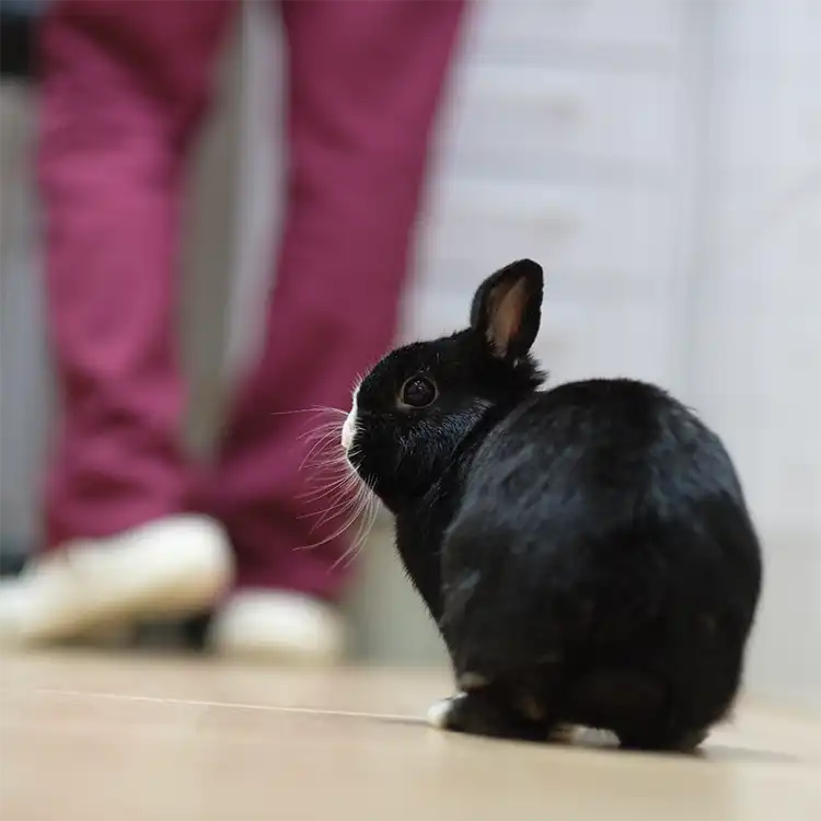 Mi conejo me reconoce 6 ¿Mi conejo me reconoce? Centro Veterinario Madrid Exóticos