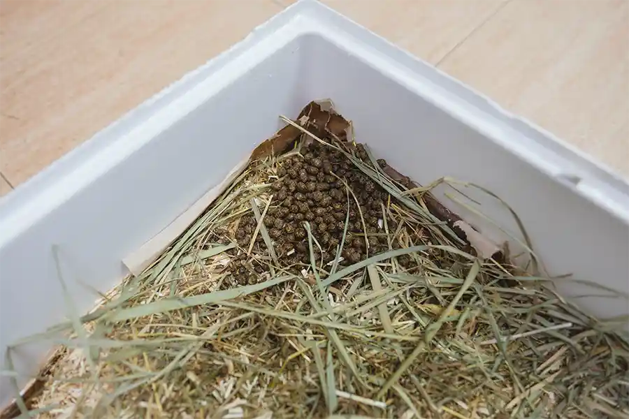 Problemas de comportamiento en conejos 3 Problemas de comportamiento en conejos. Centro Veterinario Madrid Exóticos.