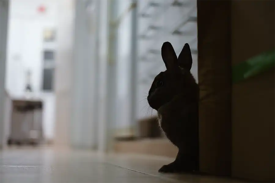 Problemas de comportamiento en conejos 4 Problemas de comportamiento en conejos. Centro Veterinario Madrid Exóticos.